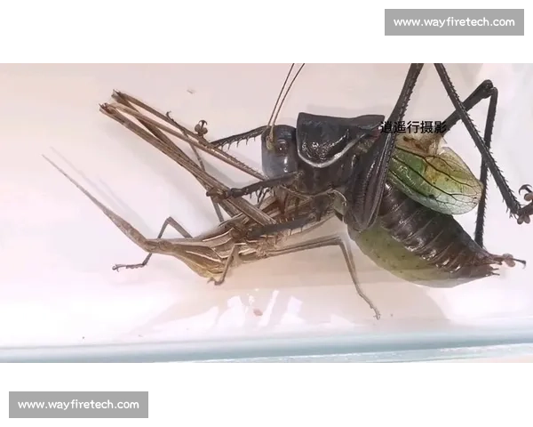 大肚子蝈蝈最爱来比赛揭晓惊艳瞬间 谁能赢得蝈蝈界的终极荣耀